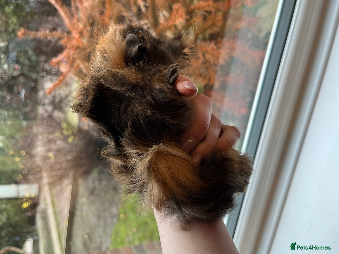 Guinea Pig rodents for sale: Long Haired Peruvian Guinea Pigs! - Advert 7