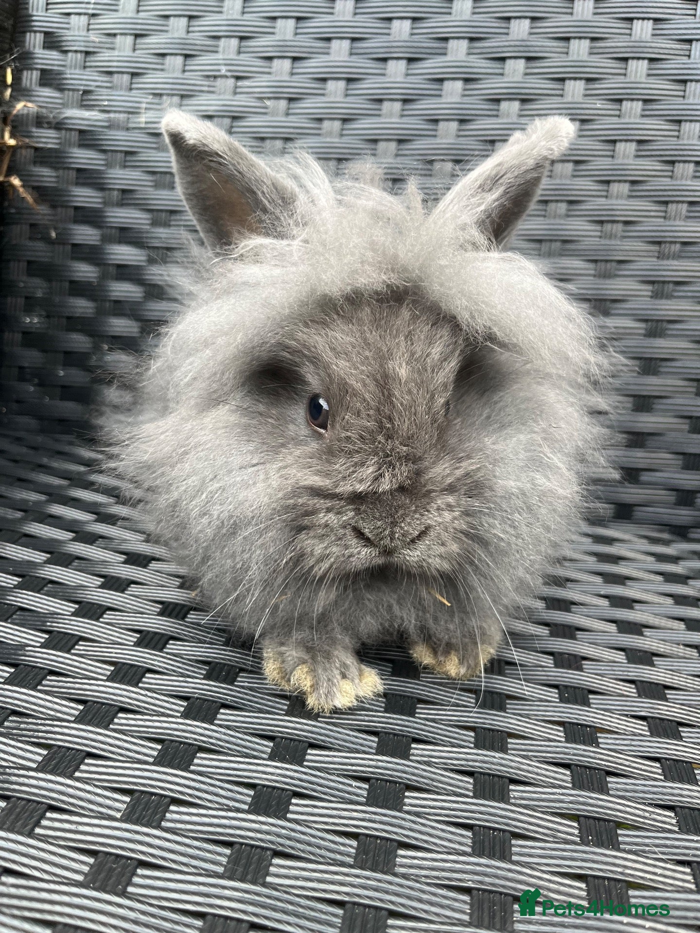 Mini Lion Lop rabbits Ready to go lionhead lops now reduced - Advert 5