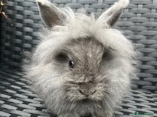 Mini Lion Lop rabbits Ready to go lionhead lops now reduced - Advert 5