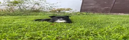 Border Collie dogs for sale: Border Collie Puppies💙 - Advert 4