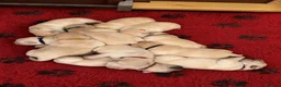 Labrador Retriever dogs for sale: Show bred Labrador puppies (parents health tested) - Advert 6