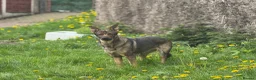 German Shepherd dogs for sale: Loving home needed - 3 year old GSD - Advert 3