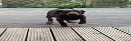 Dobermann dogs for sale: Doberman pups ready now and reduced to £1200  - Advert 4