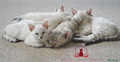 Bengal cats - Advert 10