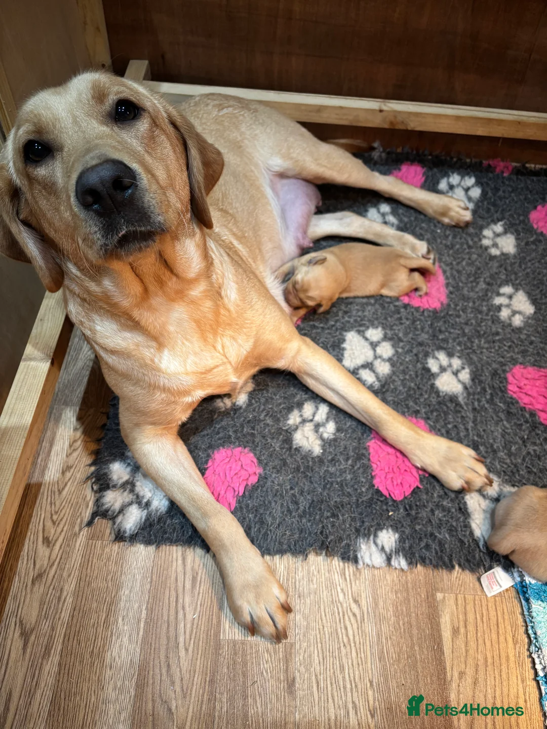 Labrador Retriever dogs for sale: Beautiful Labrador Puppies - Advert 11