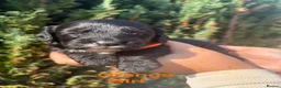 Cockapoo dogs for sale: Cockapoo - Advert 8