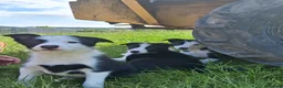Border Collie dogs for sale: Border Collie pups for sale - Advert 9
