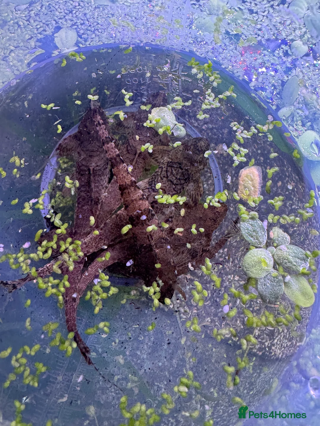 Plecos fish for sale: L236SWandRB mix 3male 5female - Advert 4