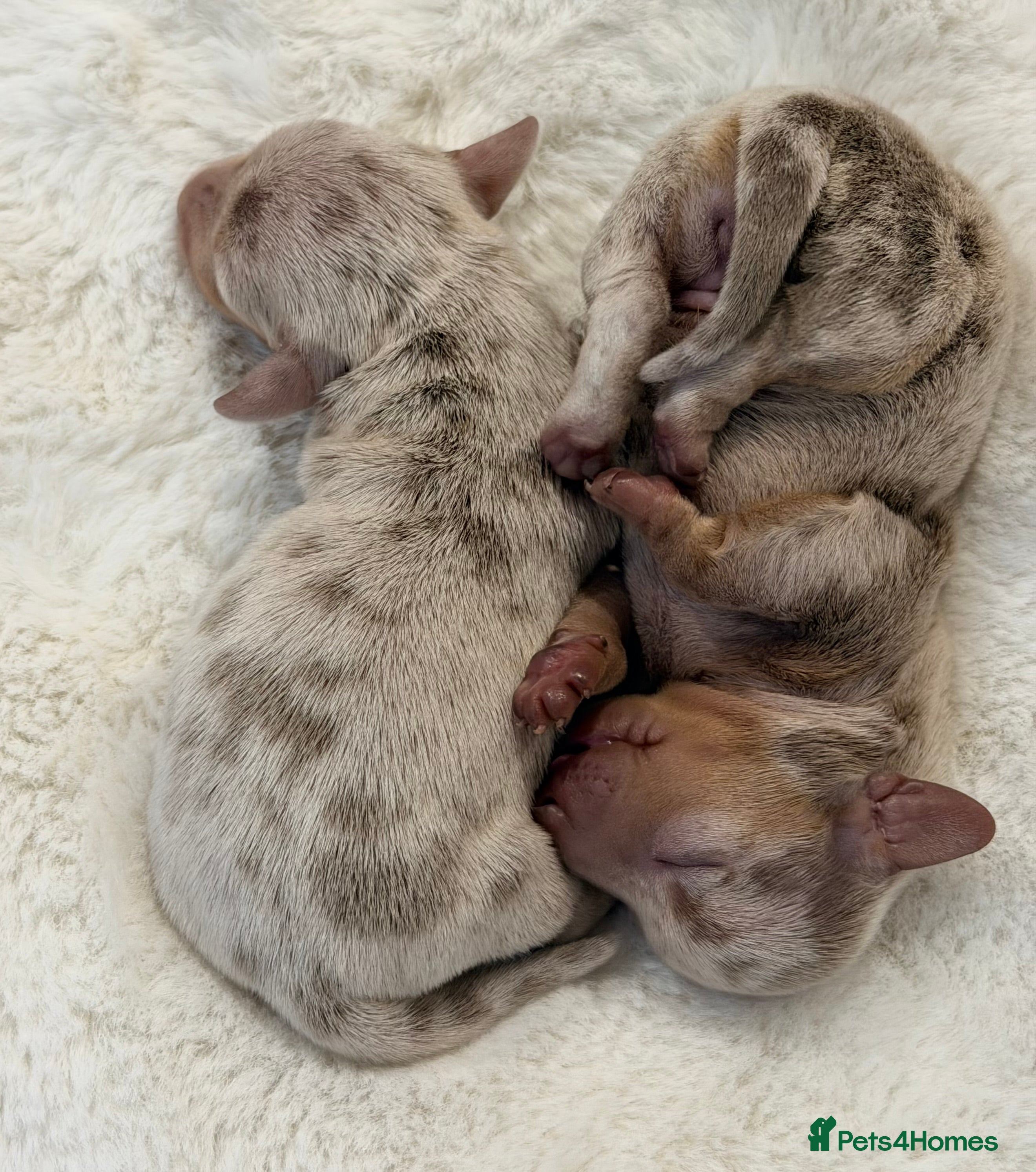 Miniature Dachshund dogs KC Miniature Female Isabella&Tan Dapple - Advert 2