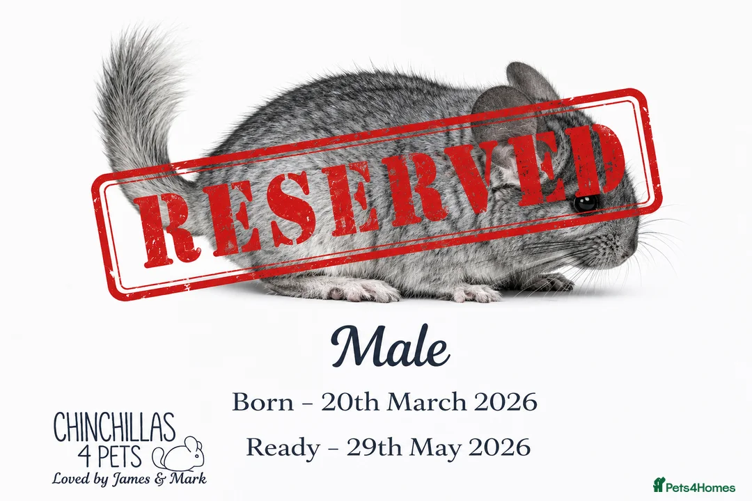 Chinchilla rodents for sale: Chinchilla Kits For Sale  - Advert 13