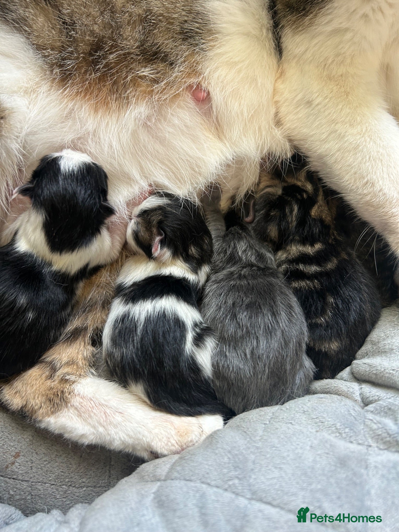 Mixed Breed cats Gorgeous Kittens - Advert 15