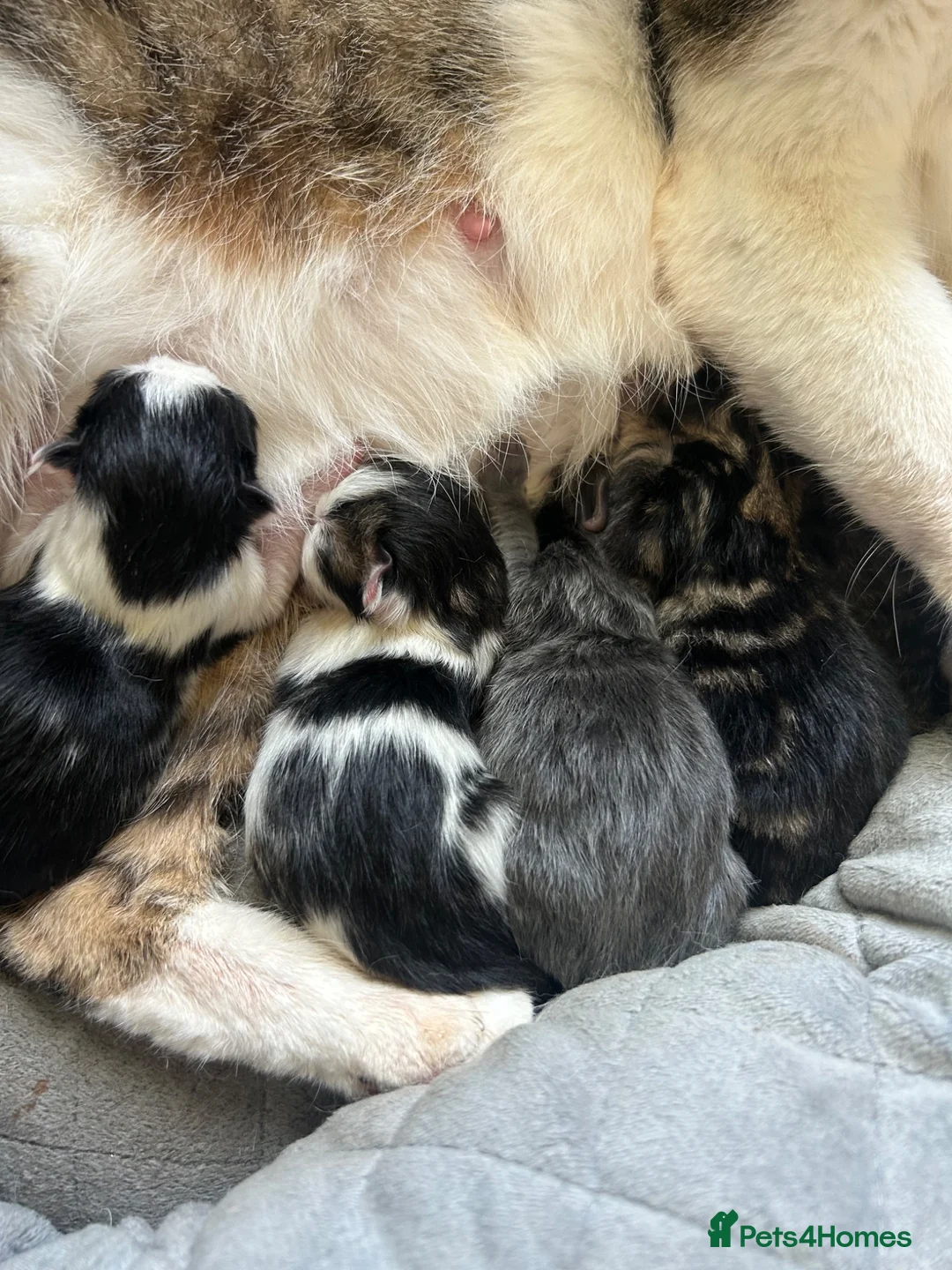 Mixed Breed cats for sale: Gorgeous Kittens in Glasgow - Advert 1