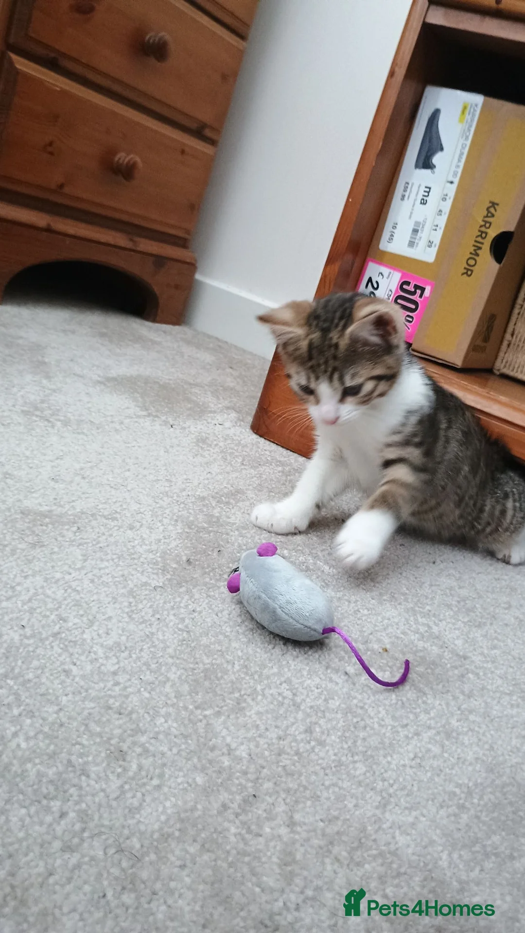 Domestic Shorthair cats for sale: A brown tabby and white coat pattern  in Bilston - Advert 2