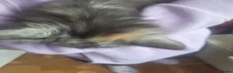 Maine Coon cats for sale: 5 x Maine Coon X kittens  - Advert 9