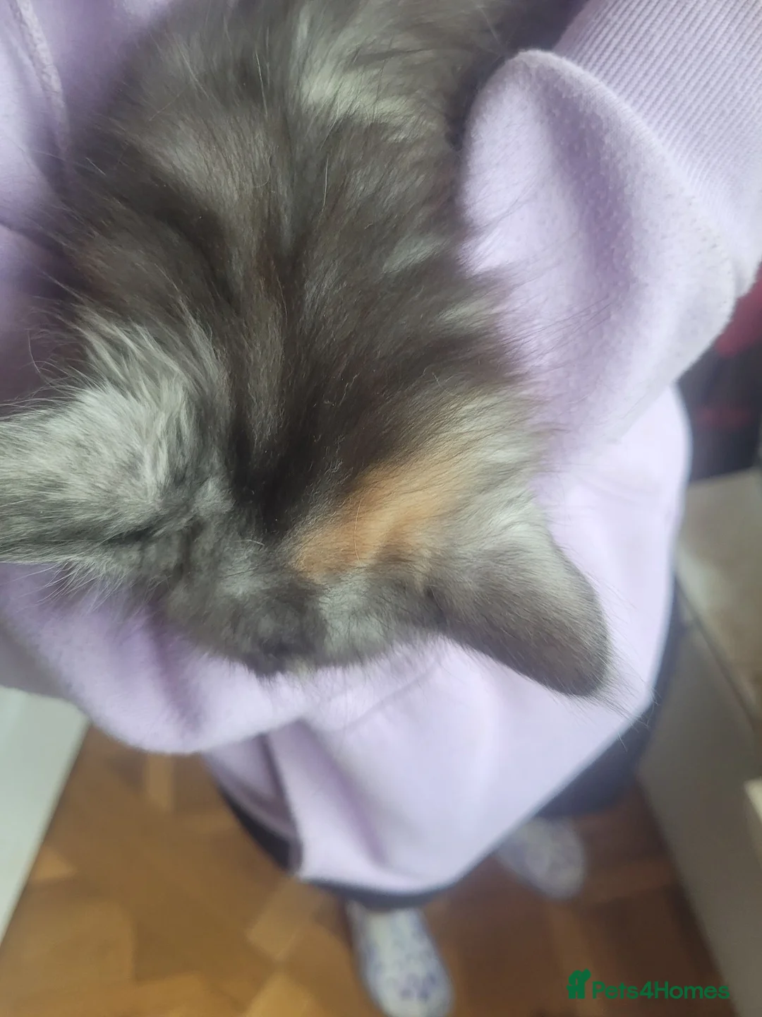 Maine Coon cats for sale: 5 x Maine Coon X kittens  - Advert 9