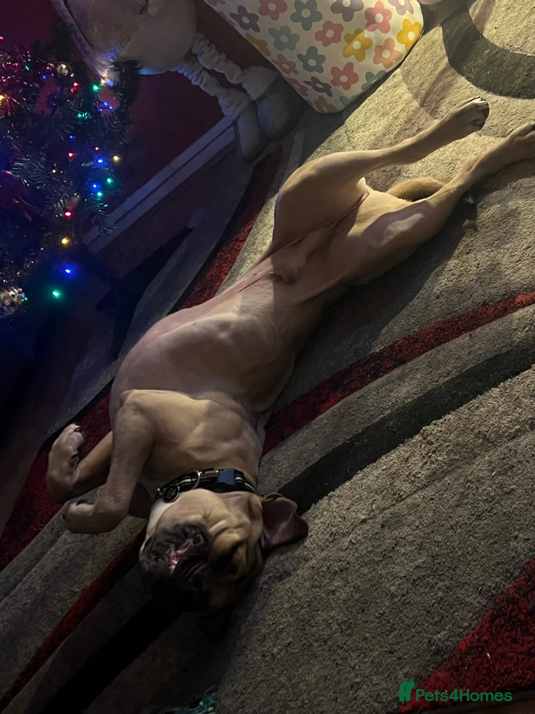 Mixed Breed dogs for sale: Male dog (read description throughly) - Advert 2