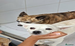 Chihuahua dogs for adoption: Tiger  - Image 7