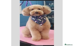 Miniature Poodle dogs for stud: Teddy KC Registered/Health tested Toy Stud in Wigan - Image 5