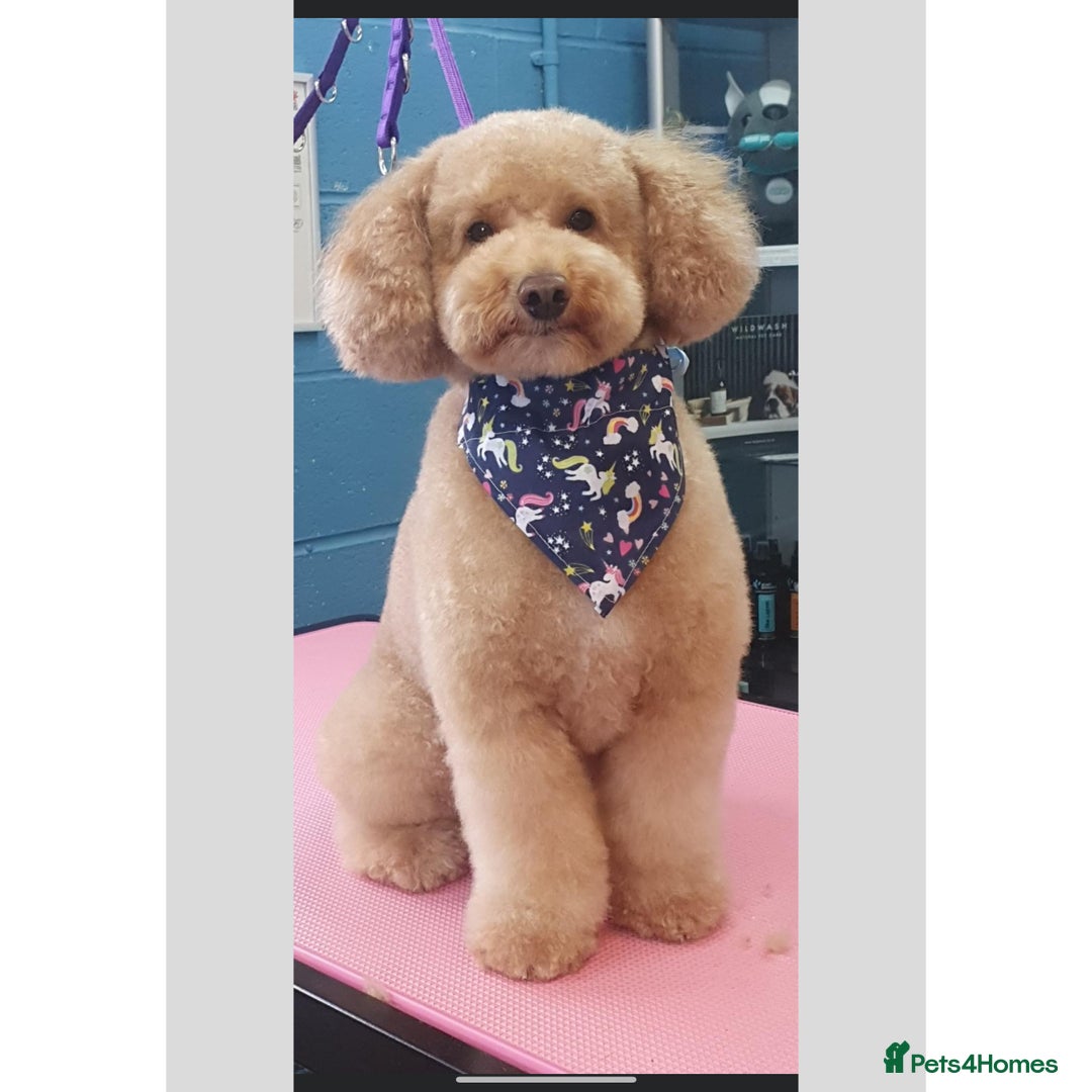 Miniature Poodle dogs for stud: Teddy KC Registered/Health tested Toy Stud in Wigan - Image 5