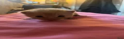Mixed Breed cats for sale: Kittens  - Advert 11