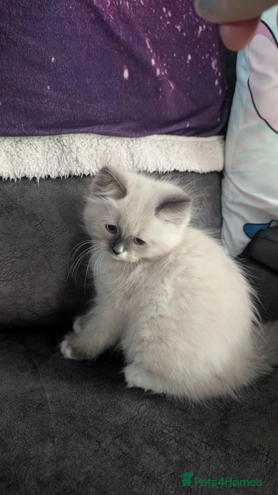 Ragdoll cats for sale: Blue ragdoll boy looking for his forever home - Advert 2
