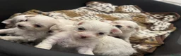 Bichon Frise dogs for sale: Bichon Maltese For sale in Ilford - Advert 4