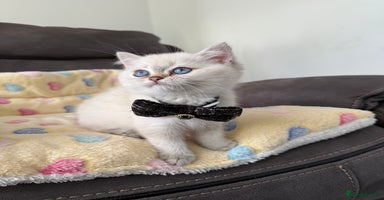 British Shorthair cats - Advert 1