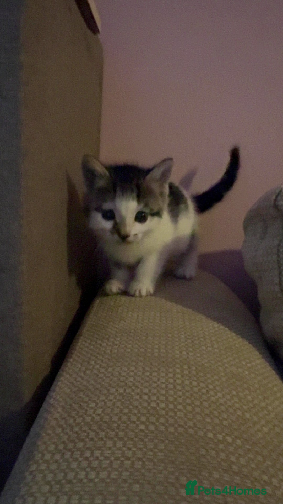 Mixed Breed cats for sale: Kittens for sale :) - Advert 8