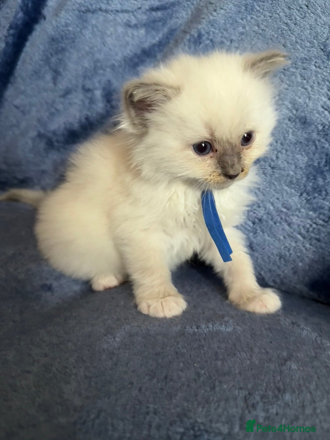 Ragdoll cats for sale: 6 Beautiful Ragdolls - Image 14