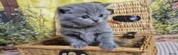 British Shorthair cats for sale: Purebred british shorthair kittens in Wigton - Advert 24