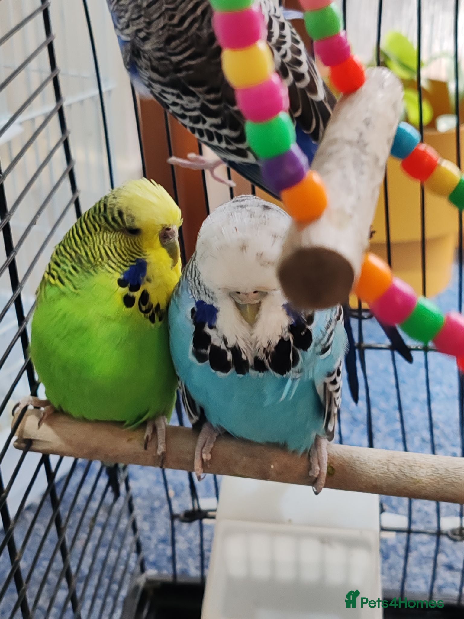 Budgerigars birds Budgies 6 months, 18 months, 24 months  - Advert 4