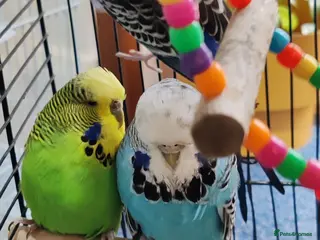 Budgerigars birds Budgies 6 months, 18 months, 24 months - Advert 4