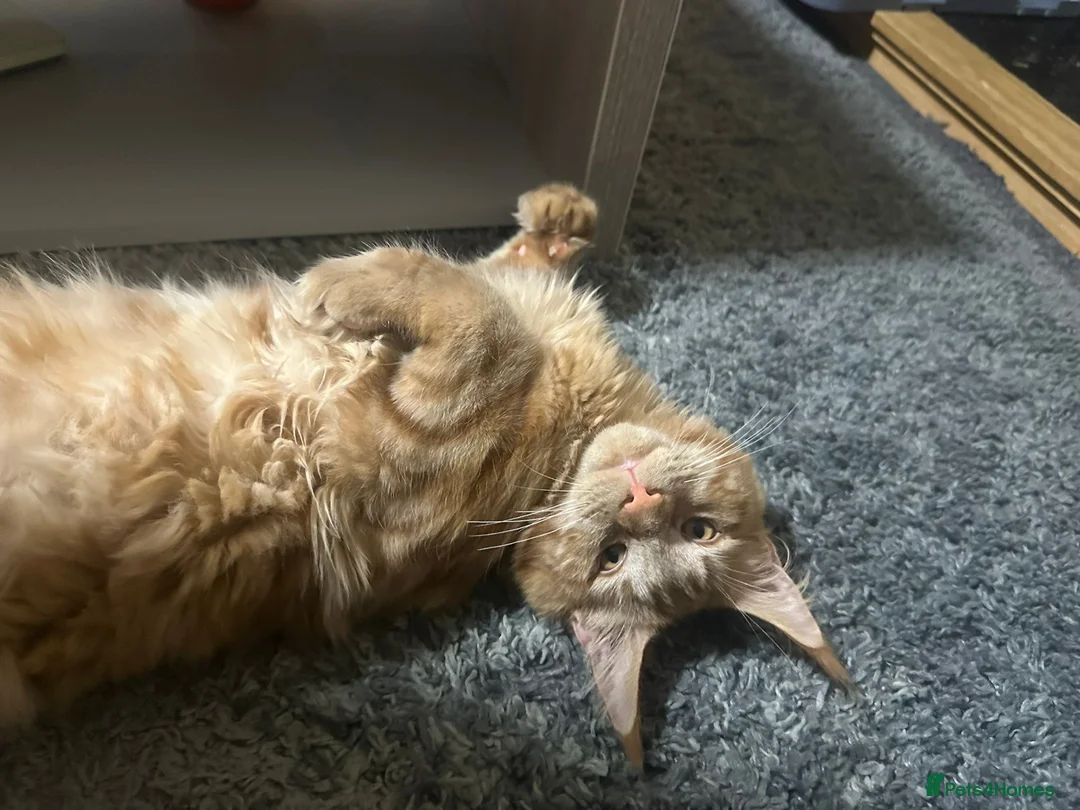 Maine Coon cats for sale: Adorable Maine Coon Looking for a Loving Home - Advert 5