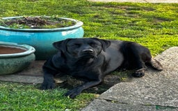Labrador Retriever dogs for stud: K.C. Black Labrador for Stud! - Advert 3