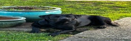 Labrador Retriever dogs for stud: K.C. Black Labrador for Stud! - Advert 3