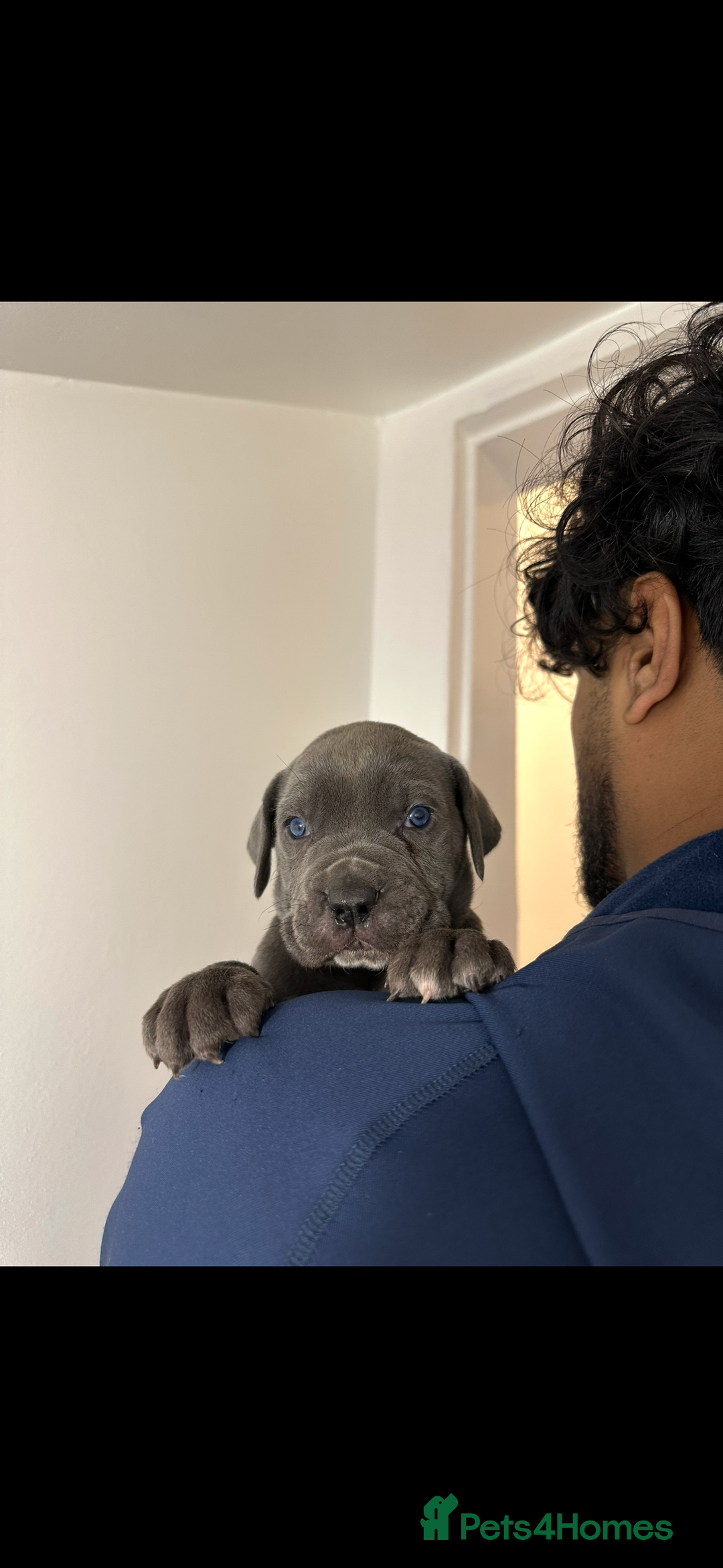 Cane Corso dogs for sale: Top Bloodline Cane Corsos - Advert 7