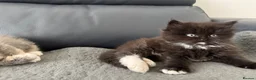 Mixed Breed cats for sale: Persian Maine Coone Kittens 6 Weeks Old in Harrow - Advert 7