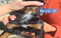 Cocker Spaniel dogs for sale: Cocker spaniel puppies  - Image 15