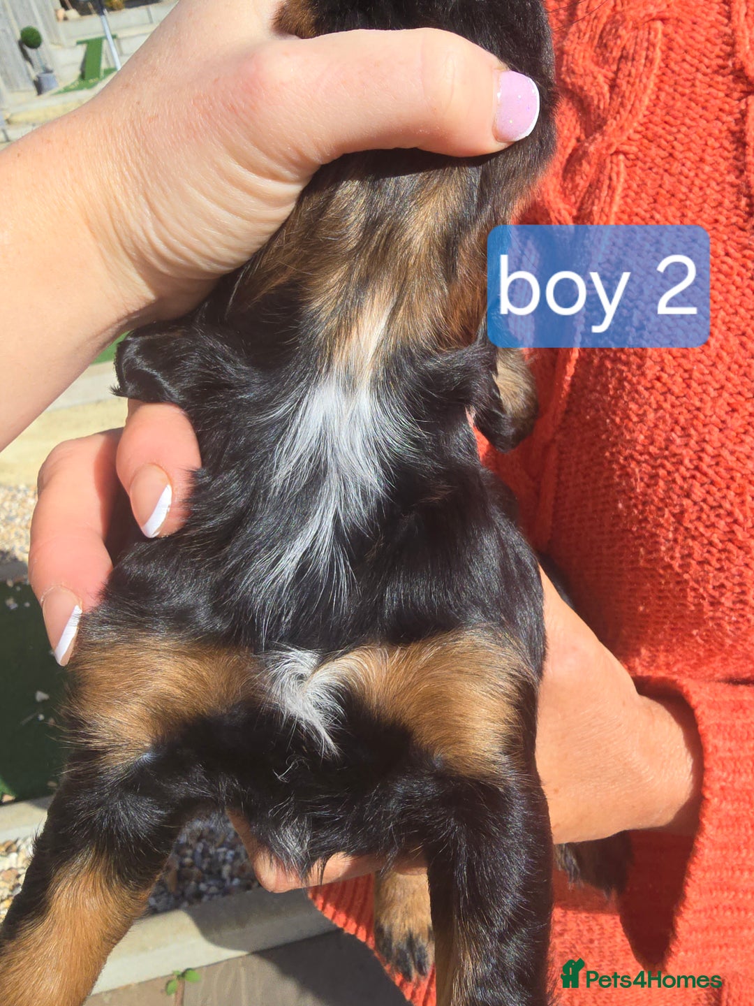 Cocker Spaniel dogs for sale: Cocker spaniel puppies  - Image 15