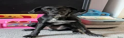 Sprollie dogs for sale: 6 month old male pup - Advert 2