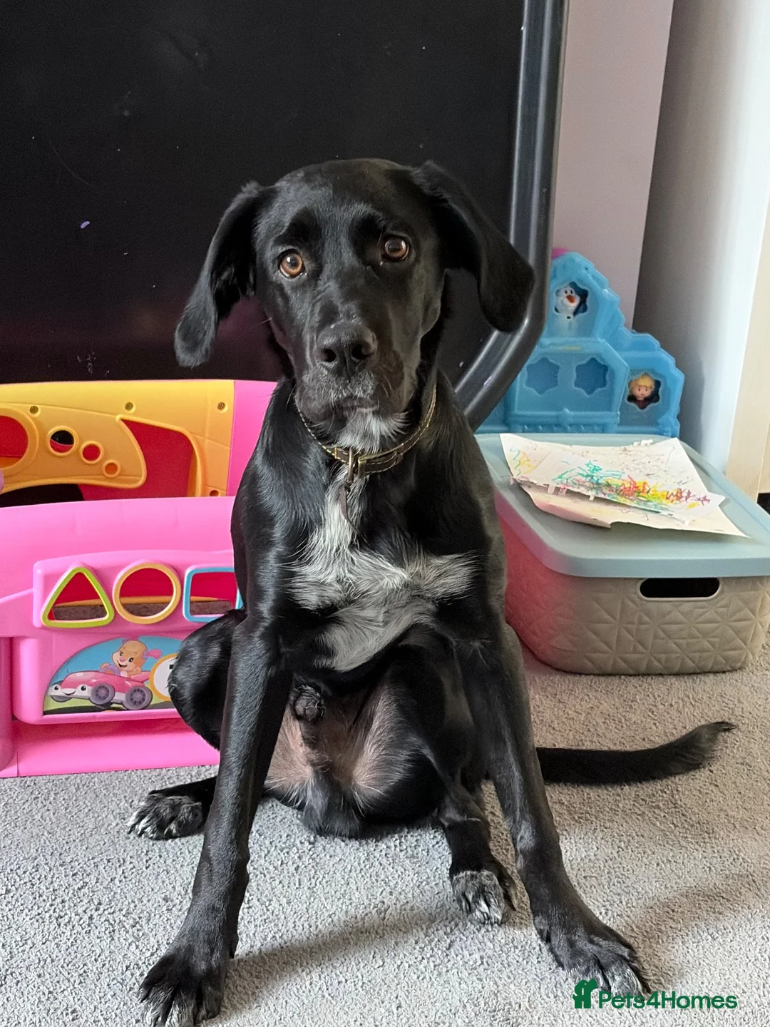 Sprollie dogs for sale: 6 month old male pup - Advert 2