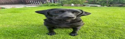 Labrador Retriever dogs for sale: D.N.A. Tested Labrador Puppies - Advert 10