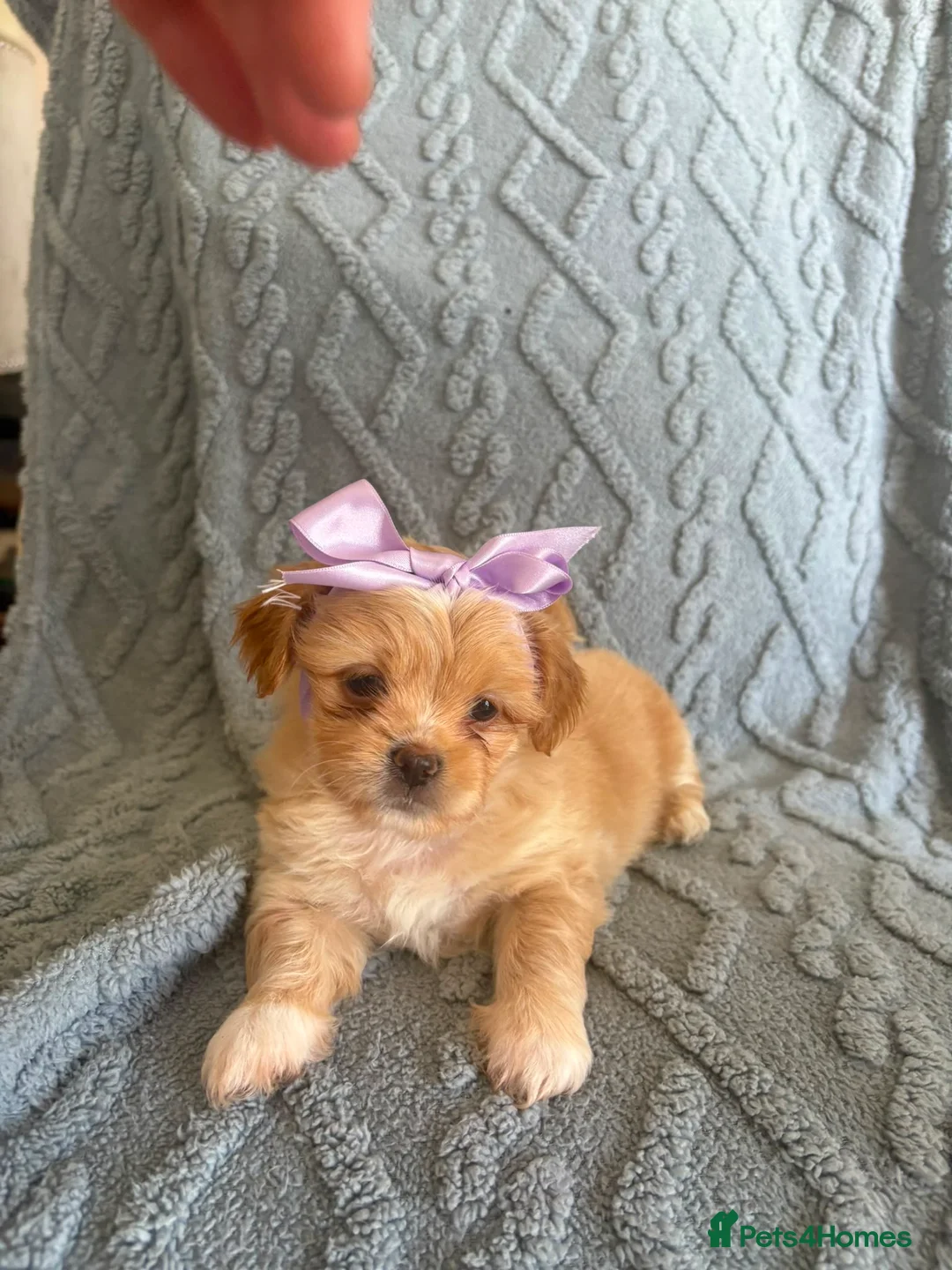 Mixed Breed dogs for sale: Maltipooshi in Burton-on-Trent - Advert 6