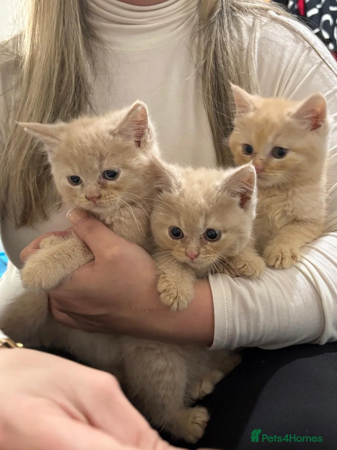 Mixed Breed cats for sale: 5 MAINCOON KITTENS FOR SALE 🩵🩷 - Advert 1