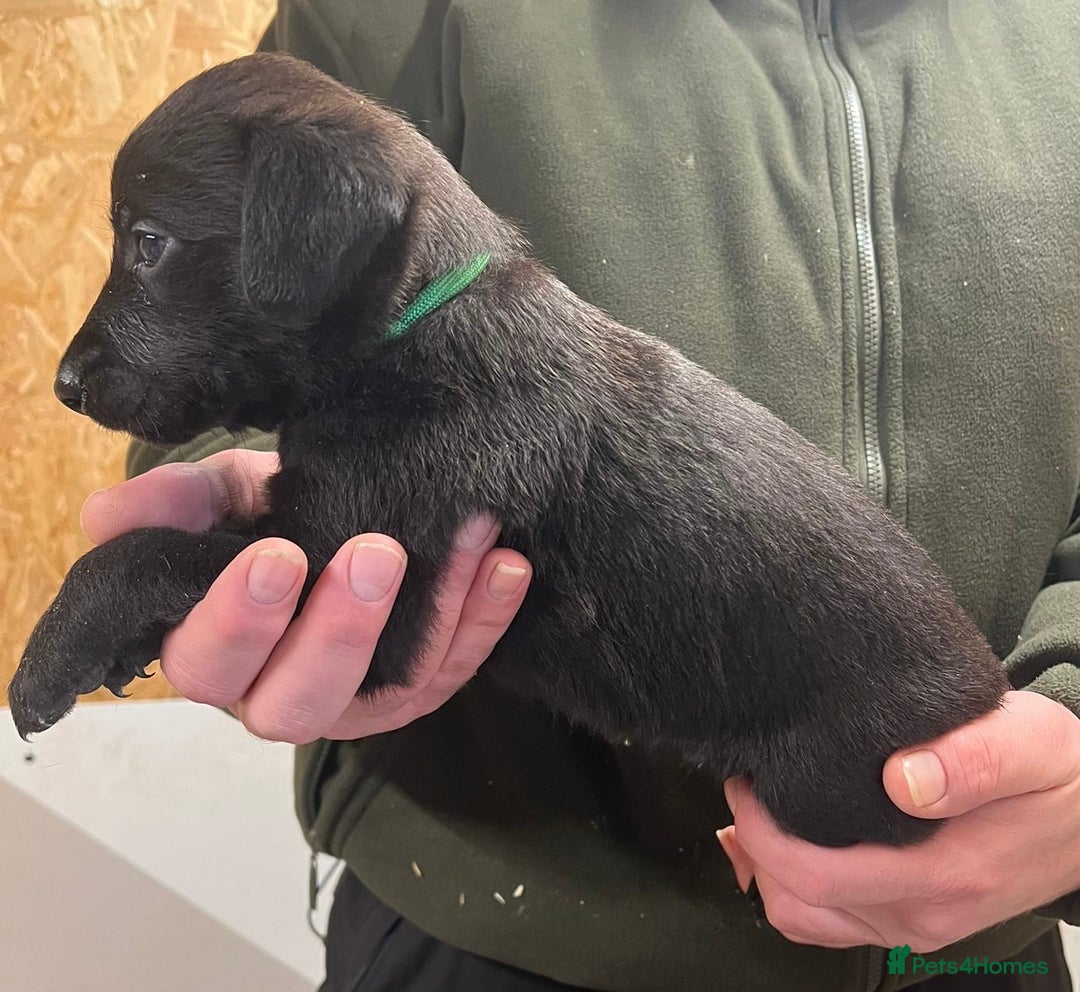 Mixed Breed dogs for sale: F1 Beddy whippets  - Advert 24