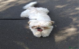 Shih Tzu dogs for sale: Girl white shihtzu  - Image 2