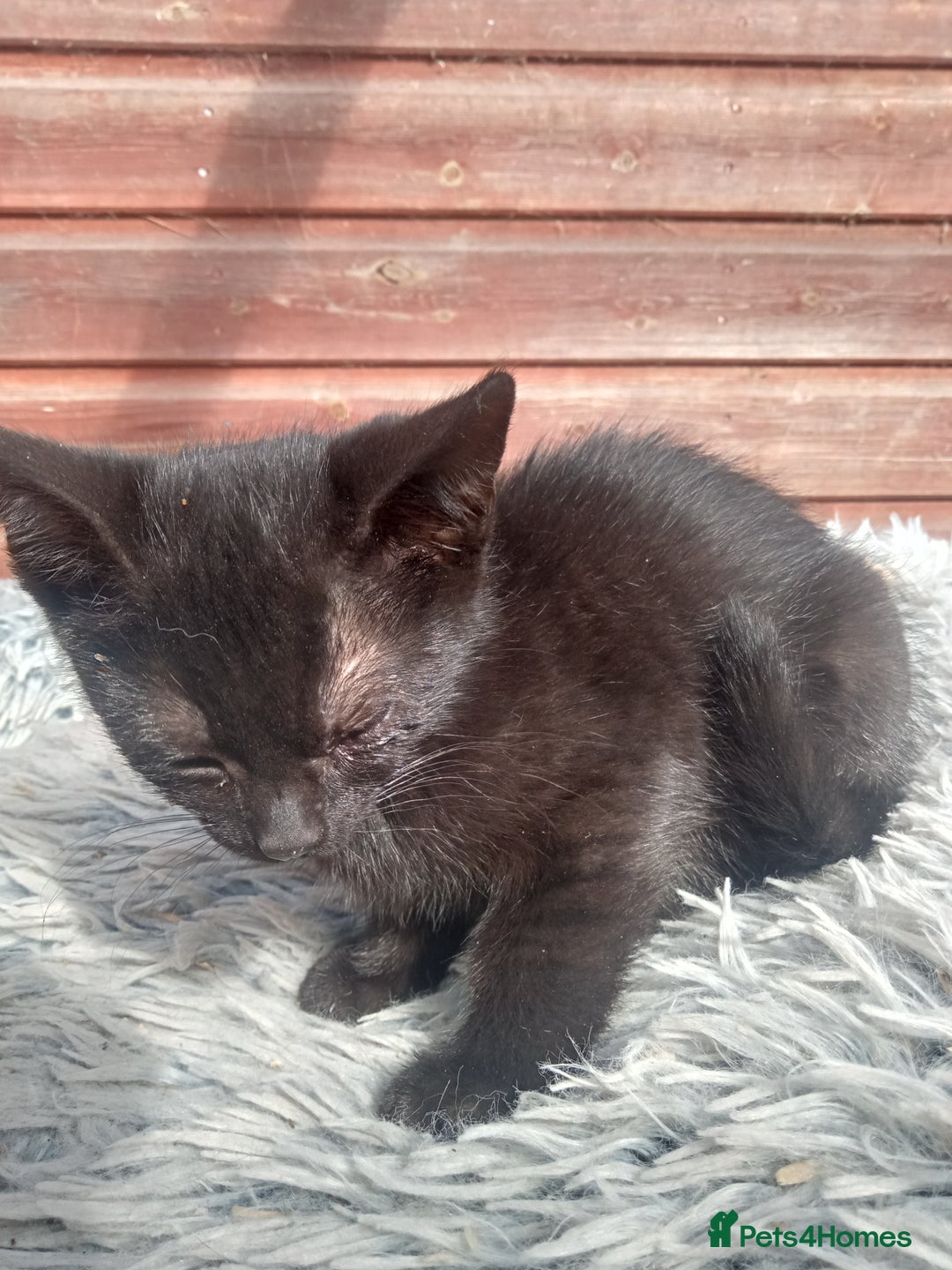 Mixed Breed cats for sale: Kittens  - Image 2