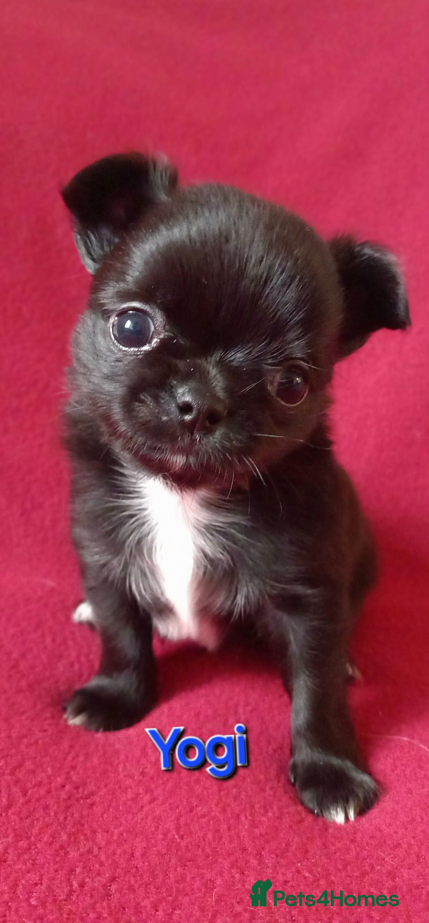 Chihuahua dogs ❤️‍🔥DNA tested parents❤️‍🔥2Boys💙long-coat - Advert 6