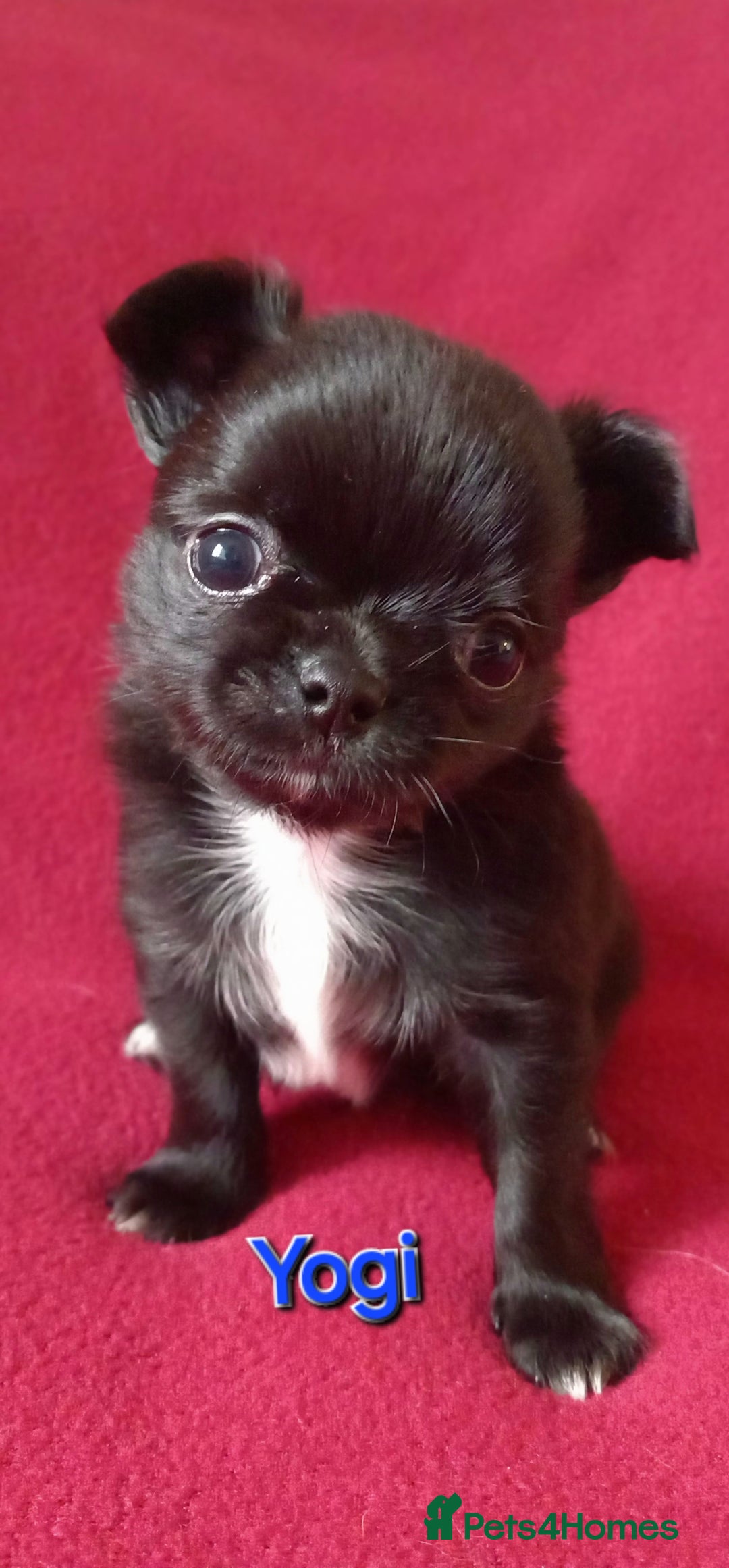 Chihuahua dogs for sale: ❤️‍🔥DNA tested parents❤️‍🔥LC 1Boys KC REG  - Advert 5