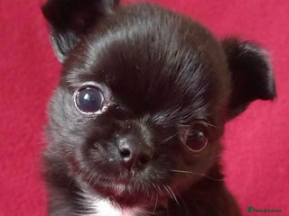 Chihuahua dogs ❤️🔥DNA tested parents❤️🔥2Boys💙long-coat - Advert 13